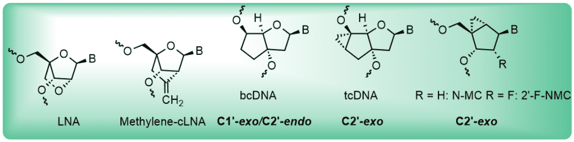 Design & synthesis of sugar building block for various locked Nucleic acid (LNA), bridge Nucleic acid (BNAs ), bicyclo-DNA (bc-DNA ), & tricylo DNA (tc-DNA).